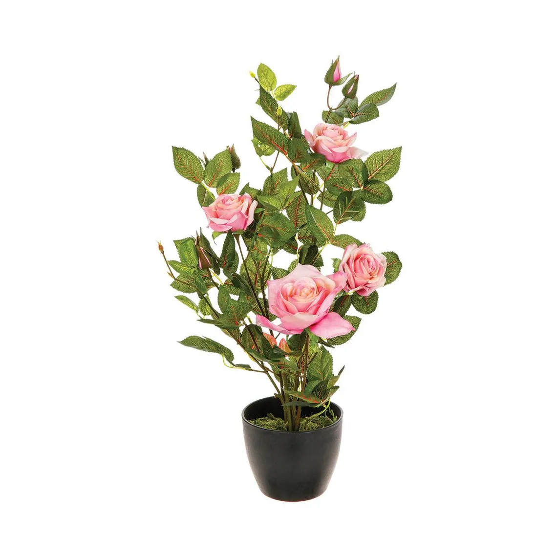 Rosier en pot H50 Blanc | 3 Suisses